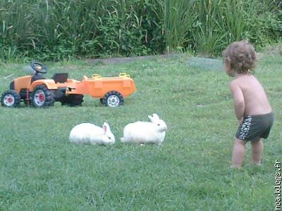 3 petits lapins... dans le jardin !!!